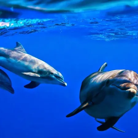 아파트 16 로스크리스티아노스