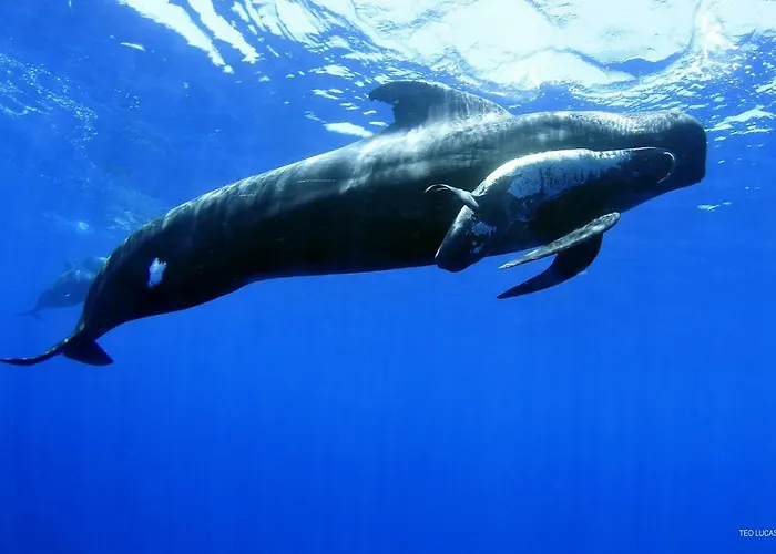 16 * Лос Кристианос