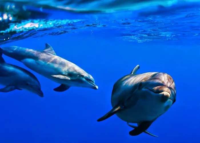 Appartement 16 Los Cristianos (Tenerife)