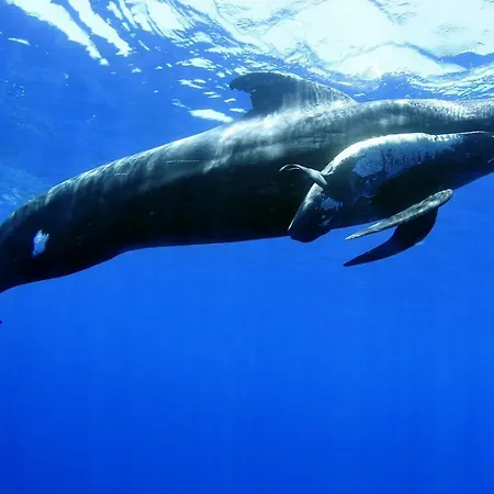 16 * Los Cristianos (Tenerife)